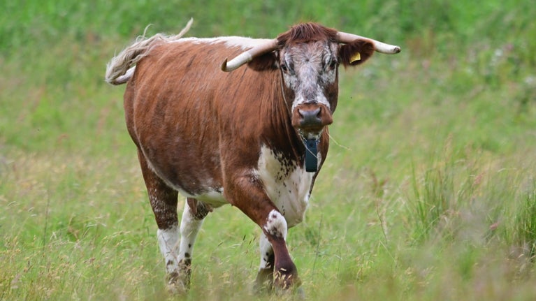 Brown and white English longhorn cow